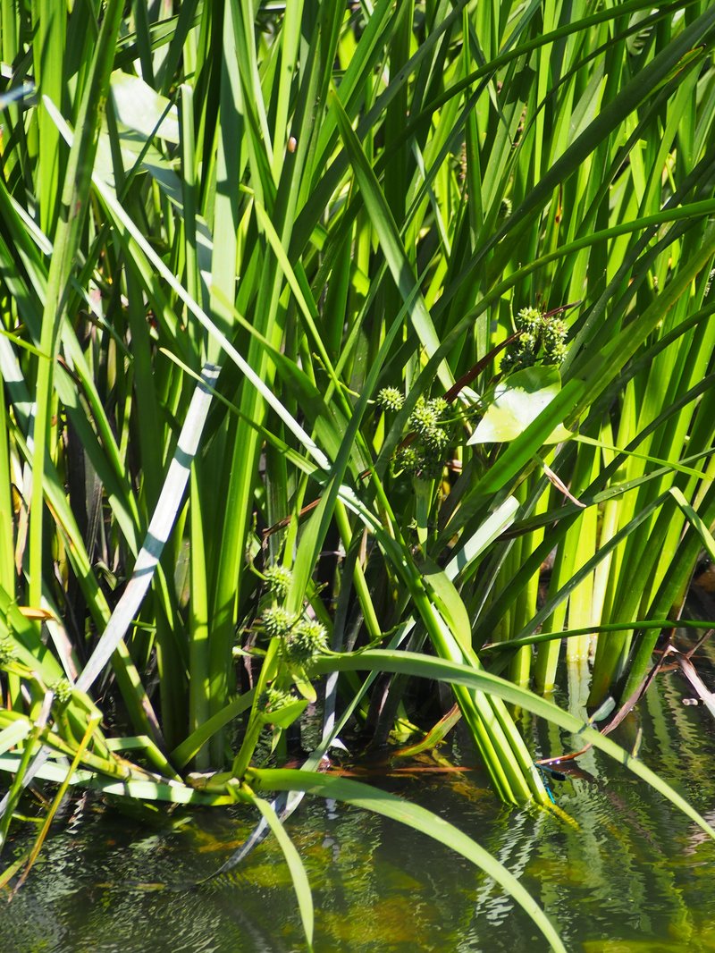 Simplestem Bur-Reed photo 7