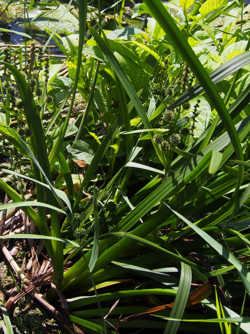 Simplestem Bur-Reed photo 8