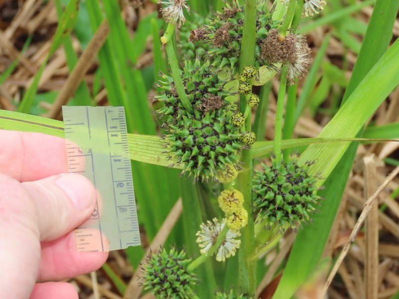 Broadfruit Bur-Reed photo 2