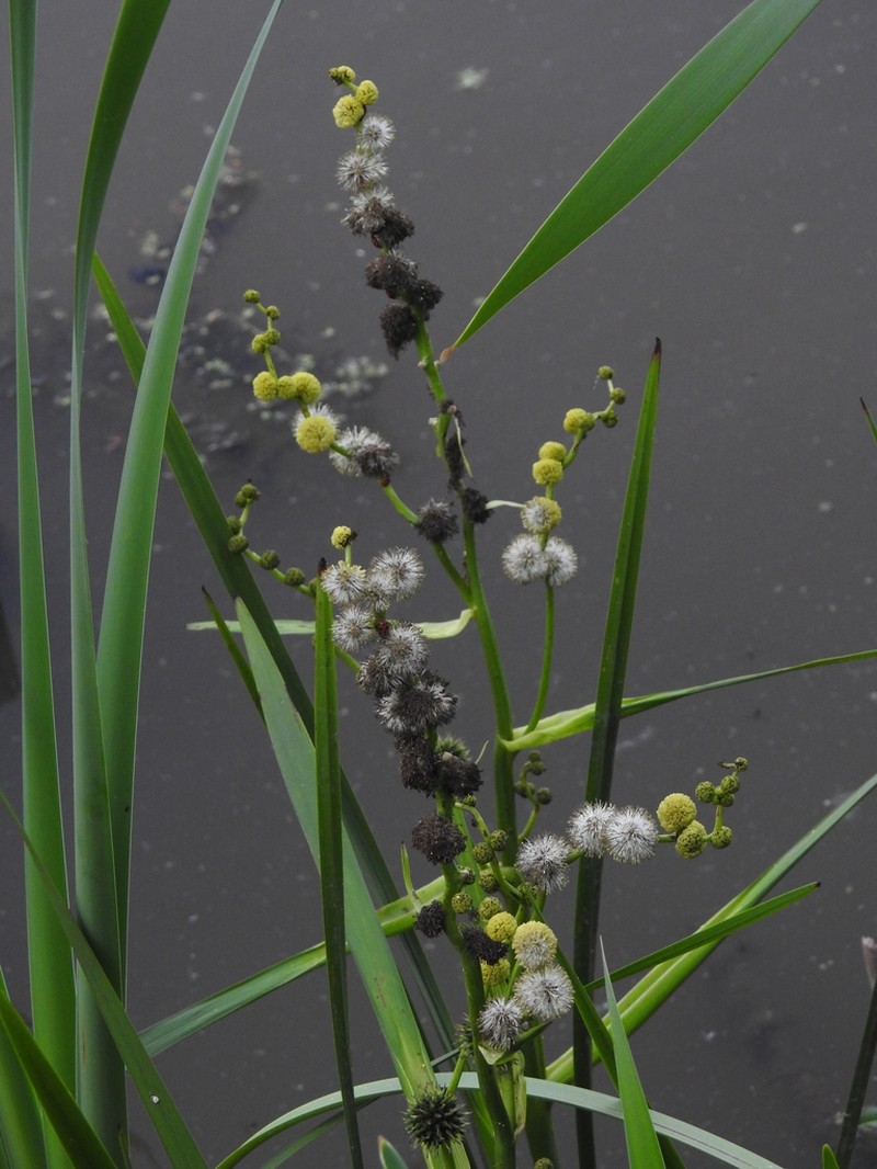 Broadfruit Bur-Reed photo 3