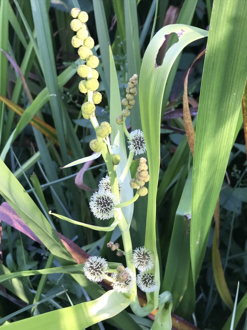 Broadfruit Bur-Reed photo 5
