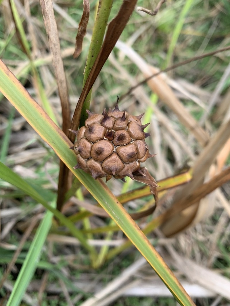 Broadfruit Bur-Reed photo 6