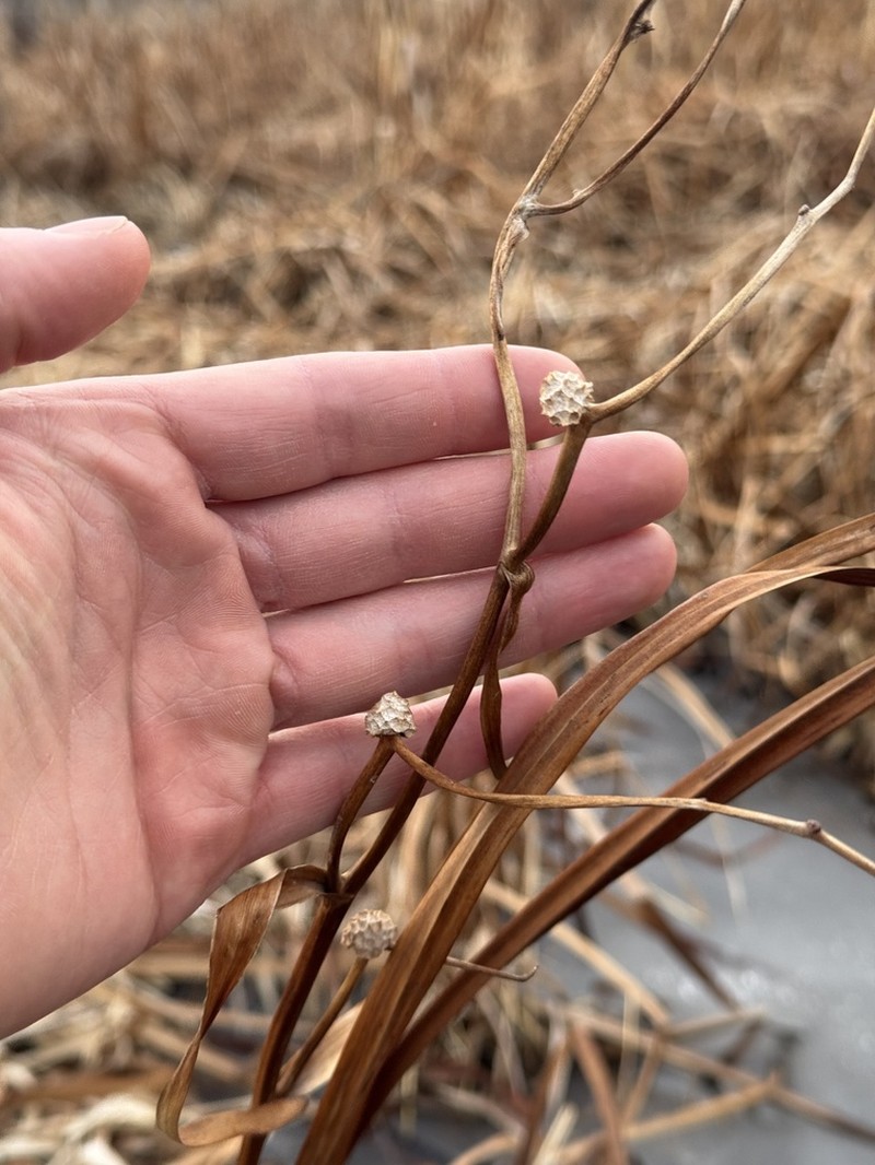 Broadfruit Bur-Reed photo 7