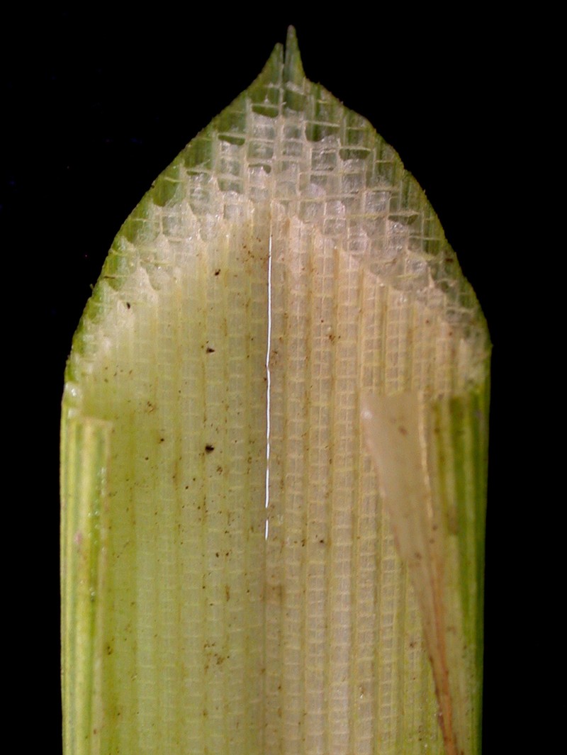 Broadfruit Bur-Reed photo 2