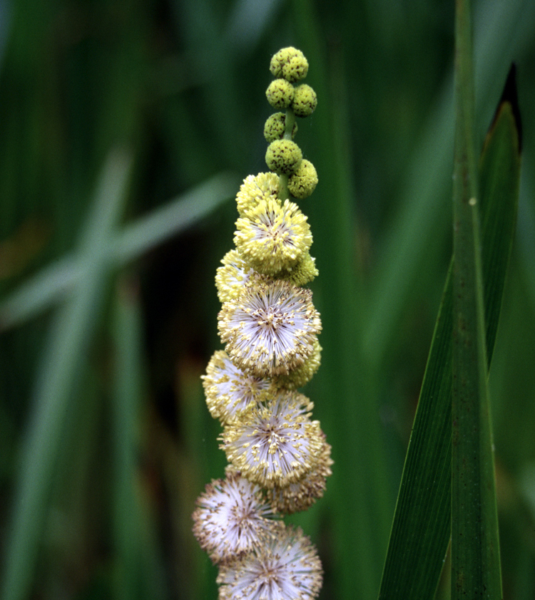 Broadfruit Bur-Reed