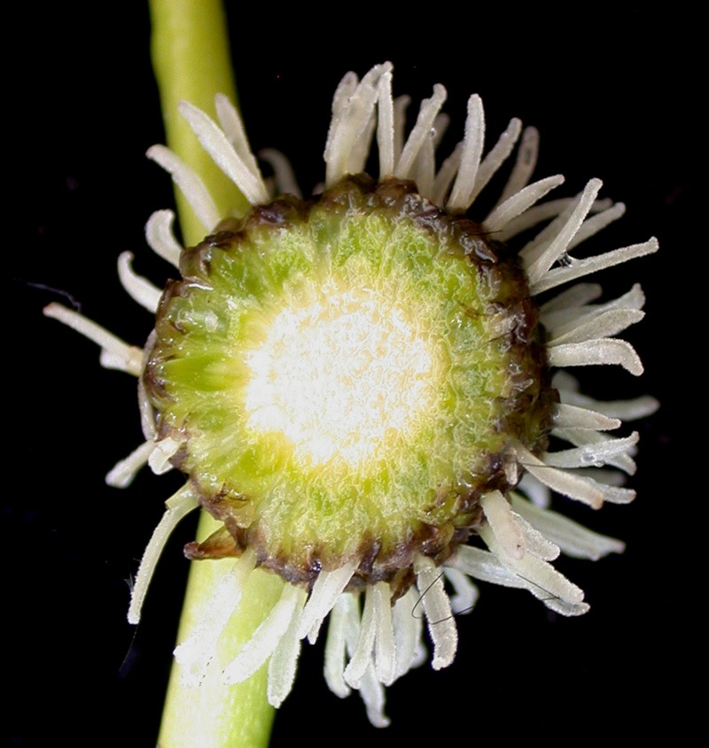 Broadfruit Bur-Reed photo 3