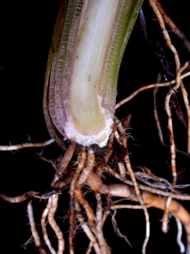 Broadfruit Bur-Reed photo 4