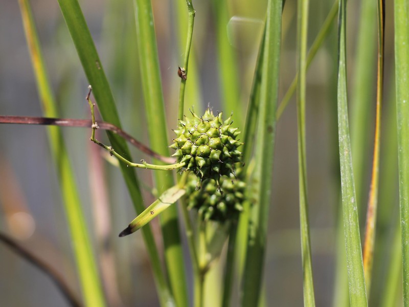Broadfruit Bur-Reed photo 5