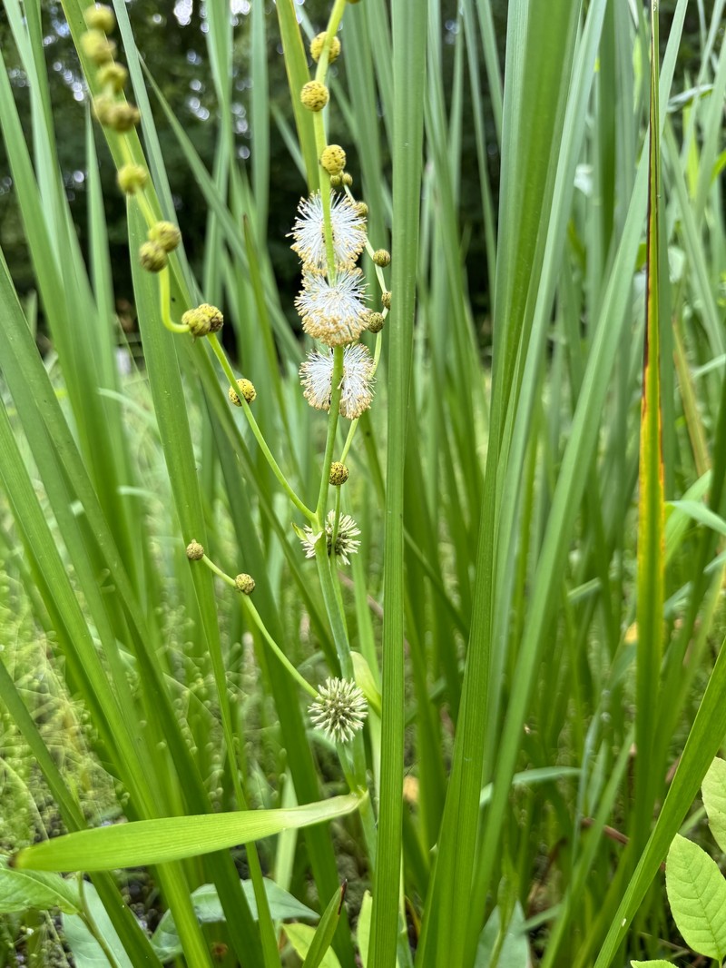 Sparganium eurycarpum subsp. eurycarpum