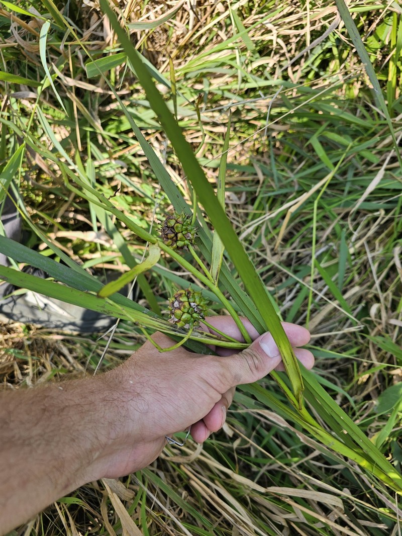 Sparganium eurycarpum subsp. eurycarpum photo 2