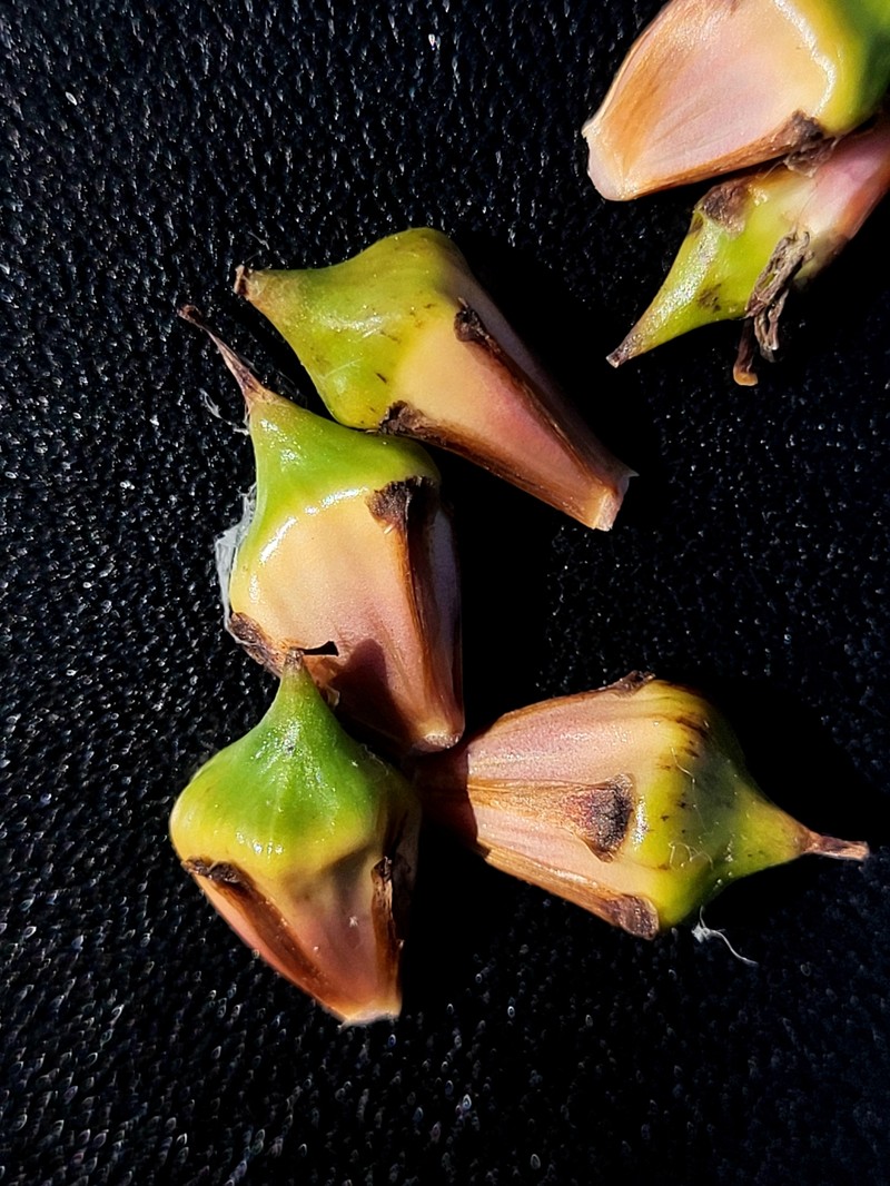 Sparganium eurycarpum subsp. eurycarpum photo 3
