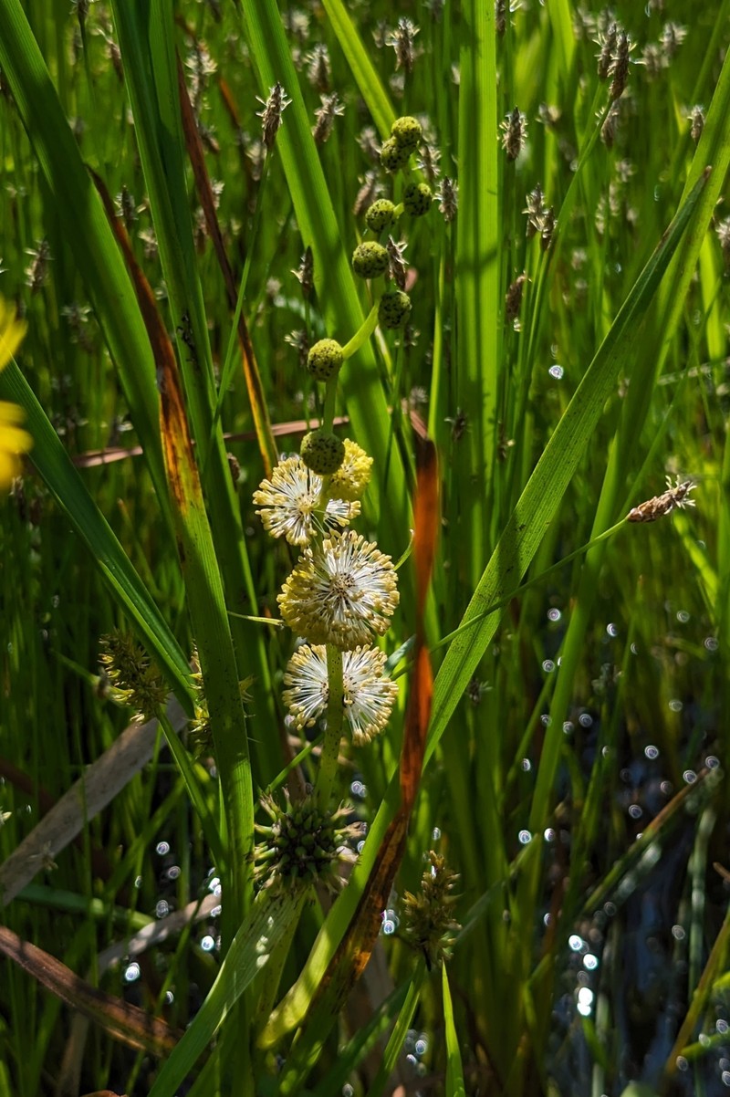 Sparganium eurycarpum subsp. eurycarpum photo 4