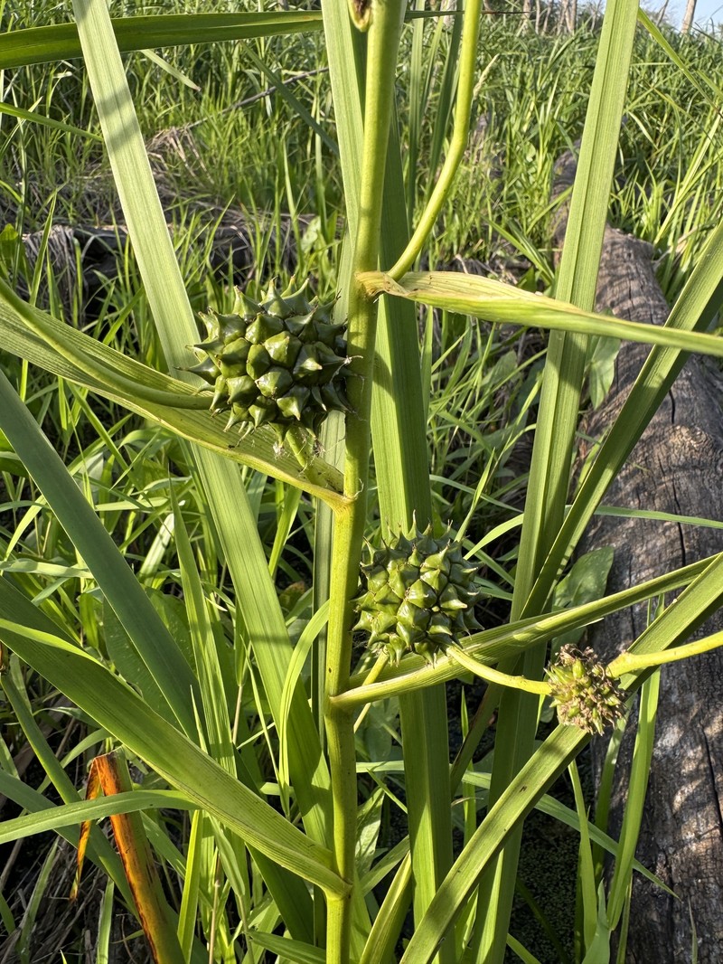 Sparganium eurycarpum subsp. eurycarpum photo 5
