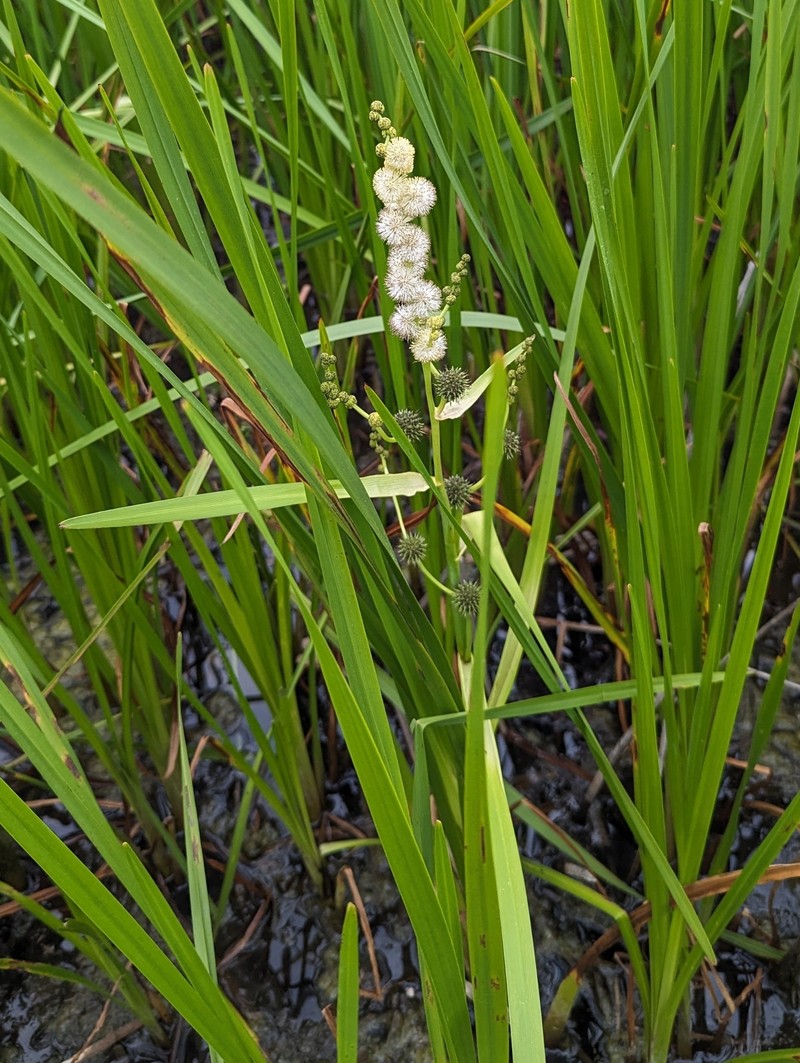 Sparganium eurycarpum subsp. eurycarpum photo 6