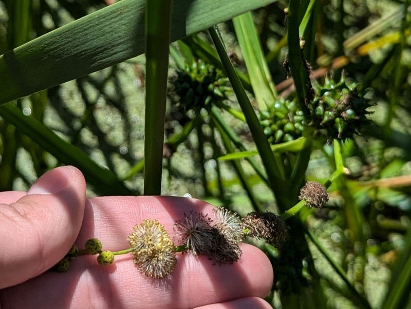 Sparganium eurycarpum subsp. eurycarpum photo 7