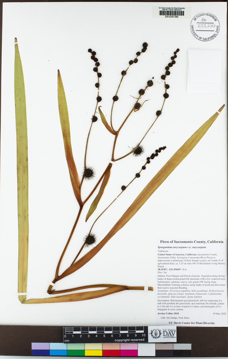 Sparganium eurycarpum subsp. eurycarpum photo 8