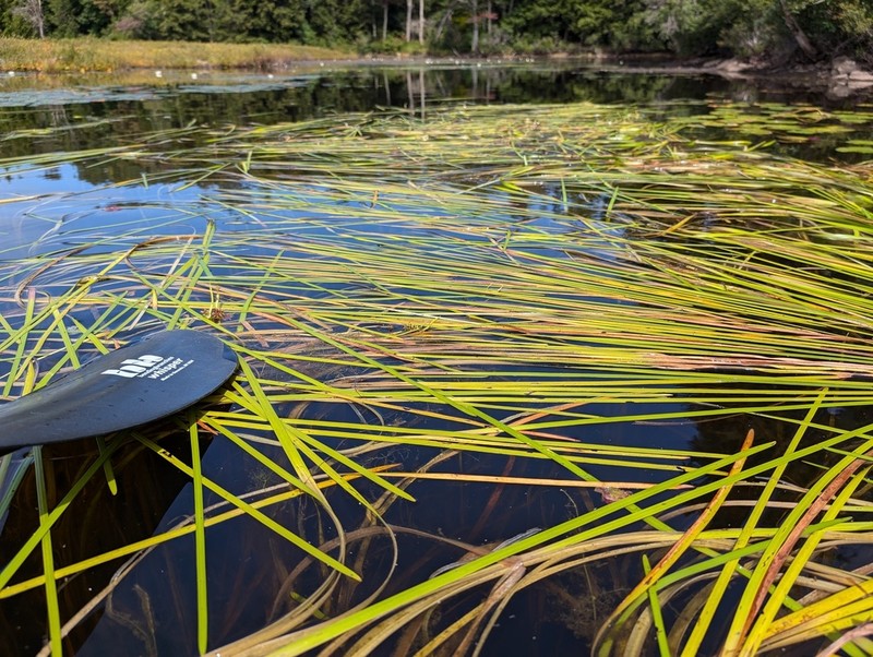 Floating Bur-Reed photo 2