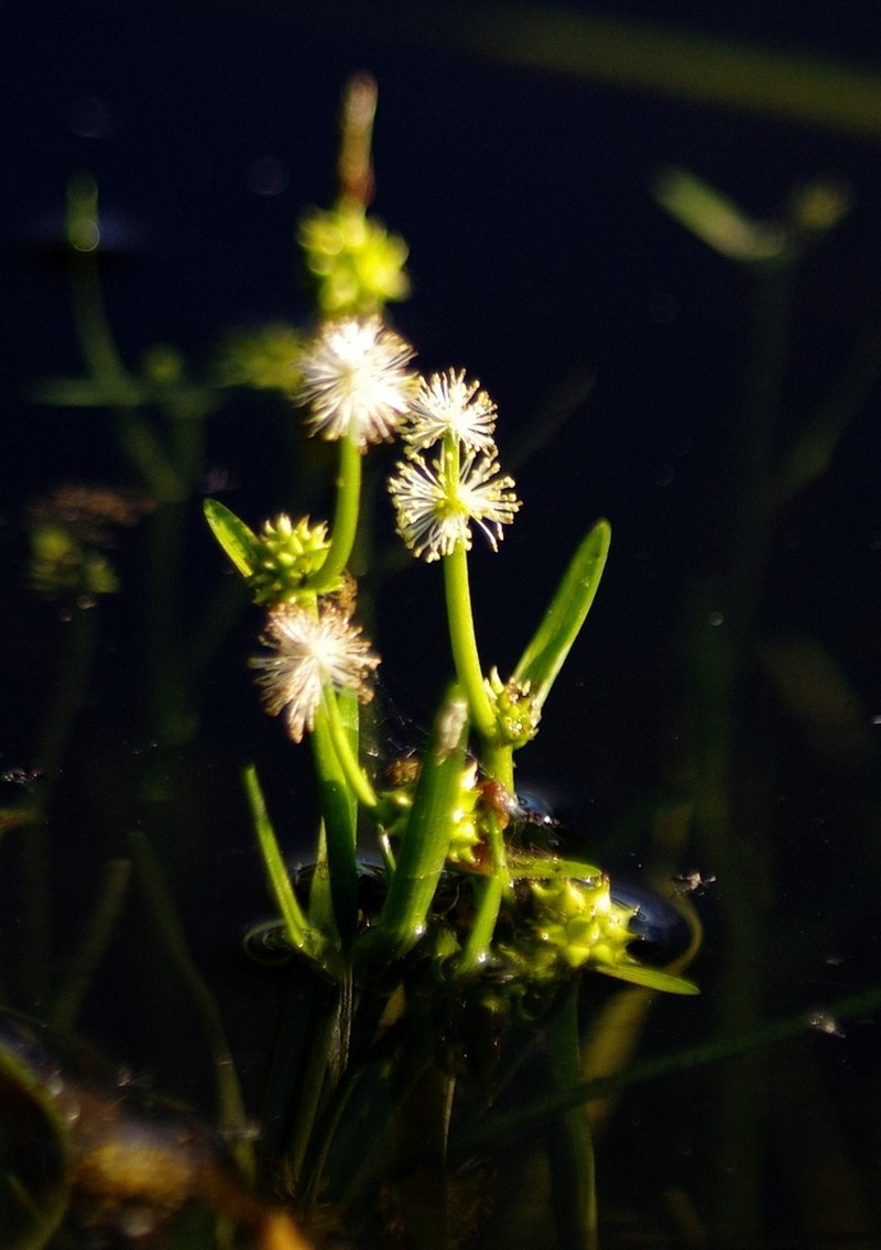 Floating Bur-Reed photo 3
