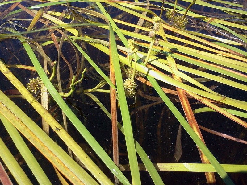 Floating Bur-Reed photo 4