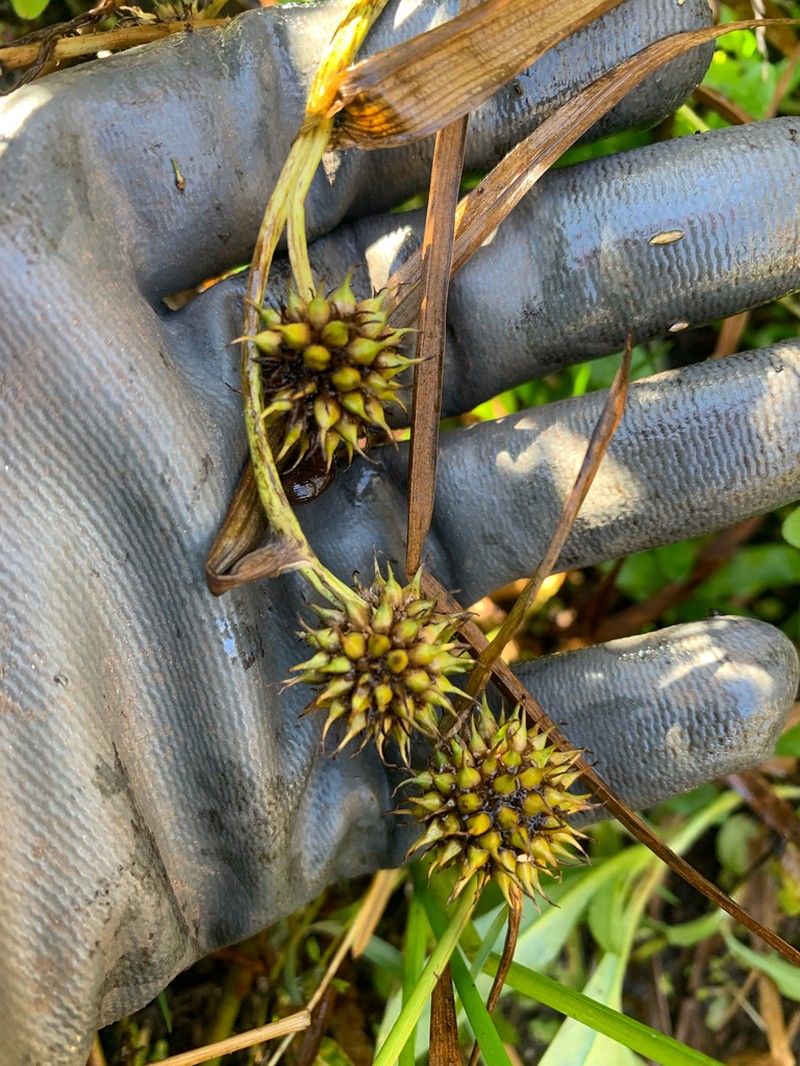 Floating Bur-Reed photo 5