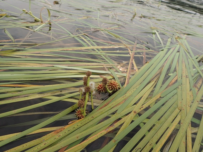 Floating Bur-Reed photo 6