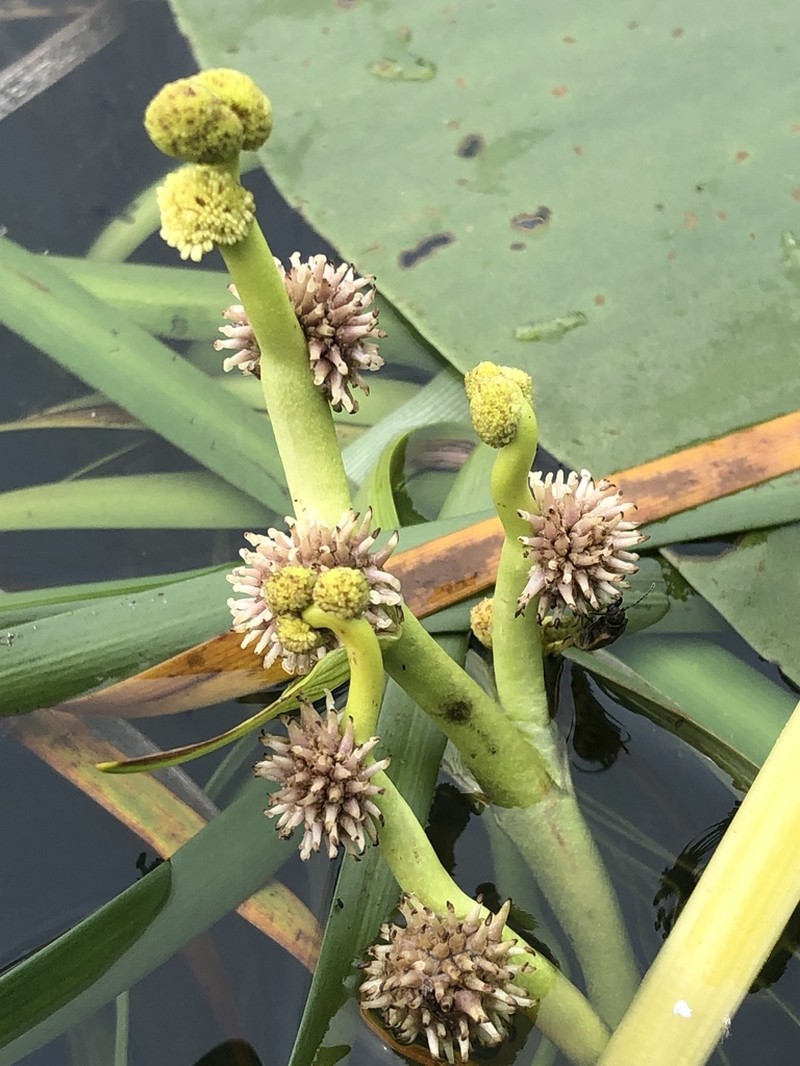Floating Bur-Reed photo 7