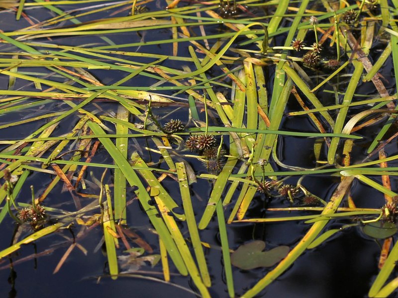 Floating Bur-Reed