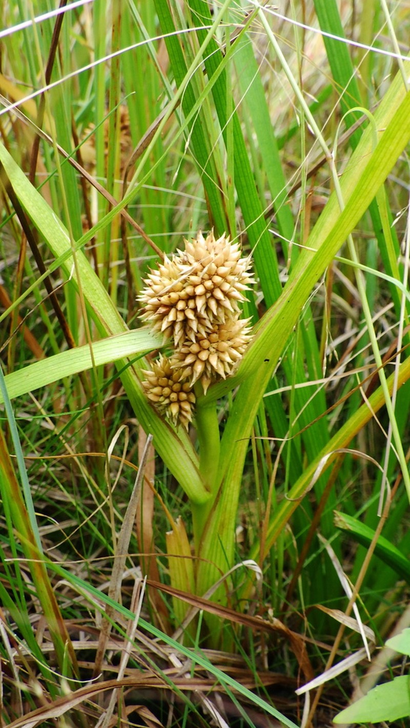 Clustered Bur-Reed photo 3