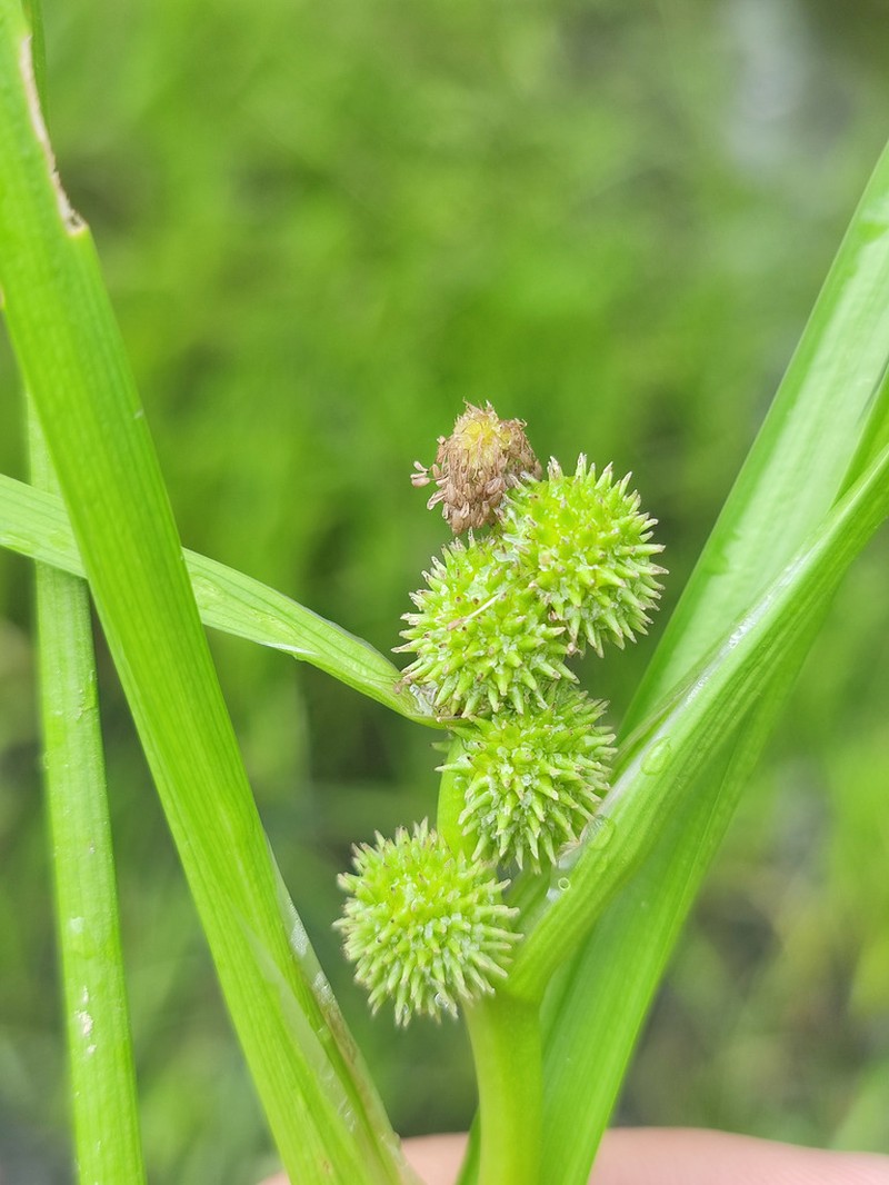 Clustered Bur-Reed photo 4