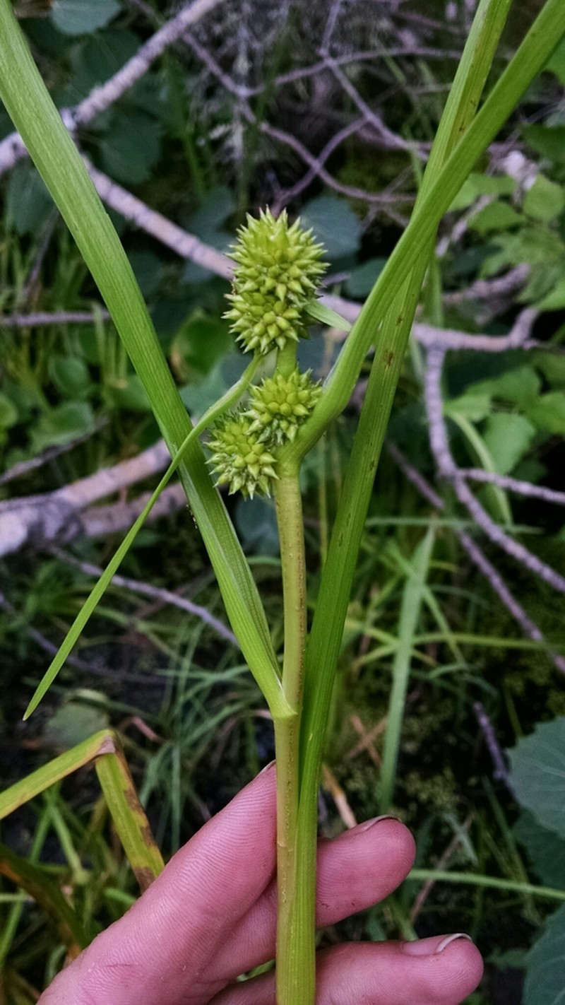 Clustered Bur-Reed photo 5