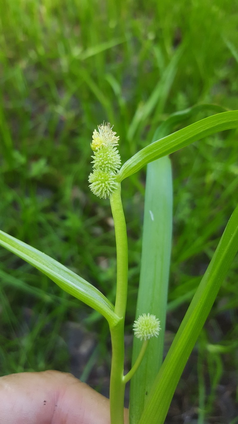 Clustered Bur-Reed photo 6
