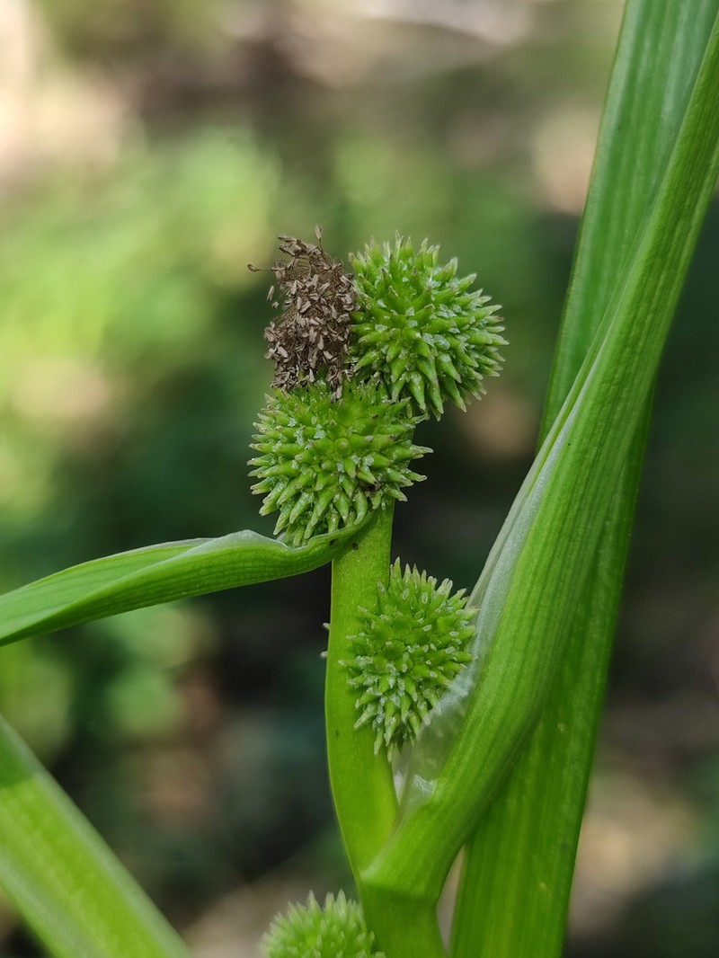 Clustered Bur-Reed photo 7