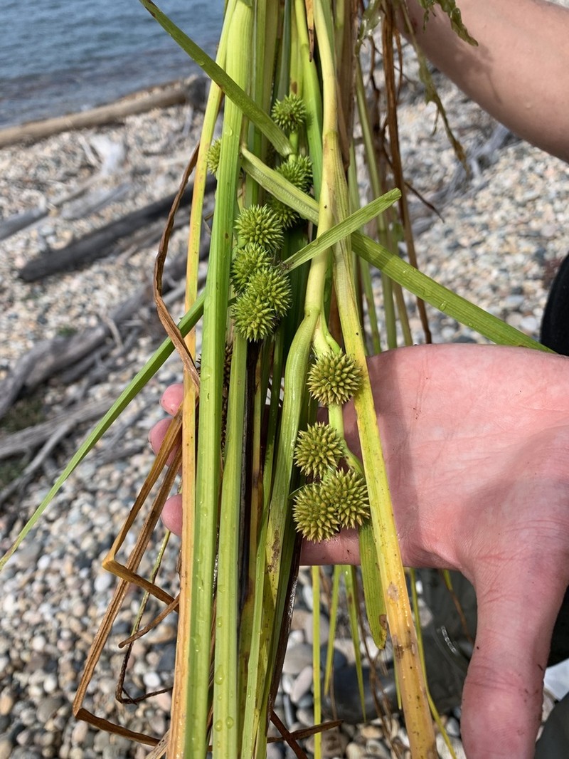 Clustered Bur-Reed photo 8
