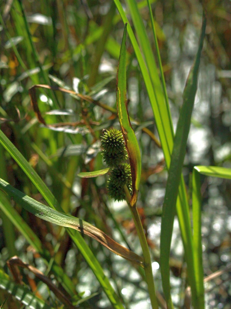 Clustered Bur-Reed