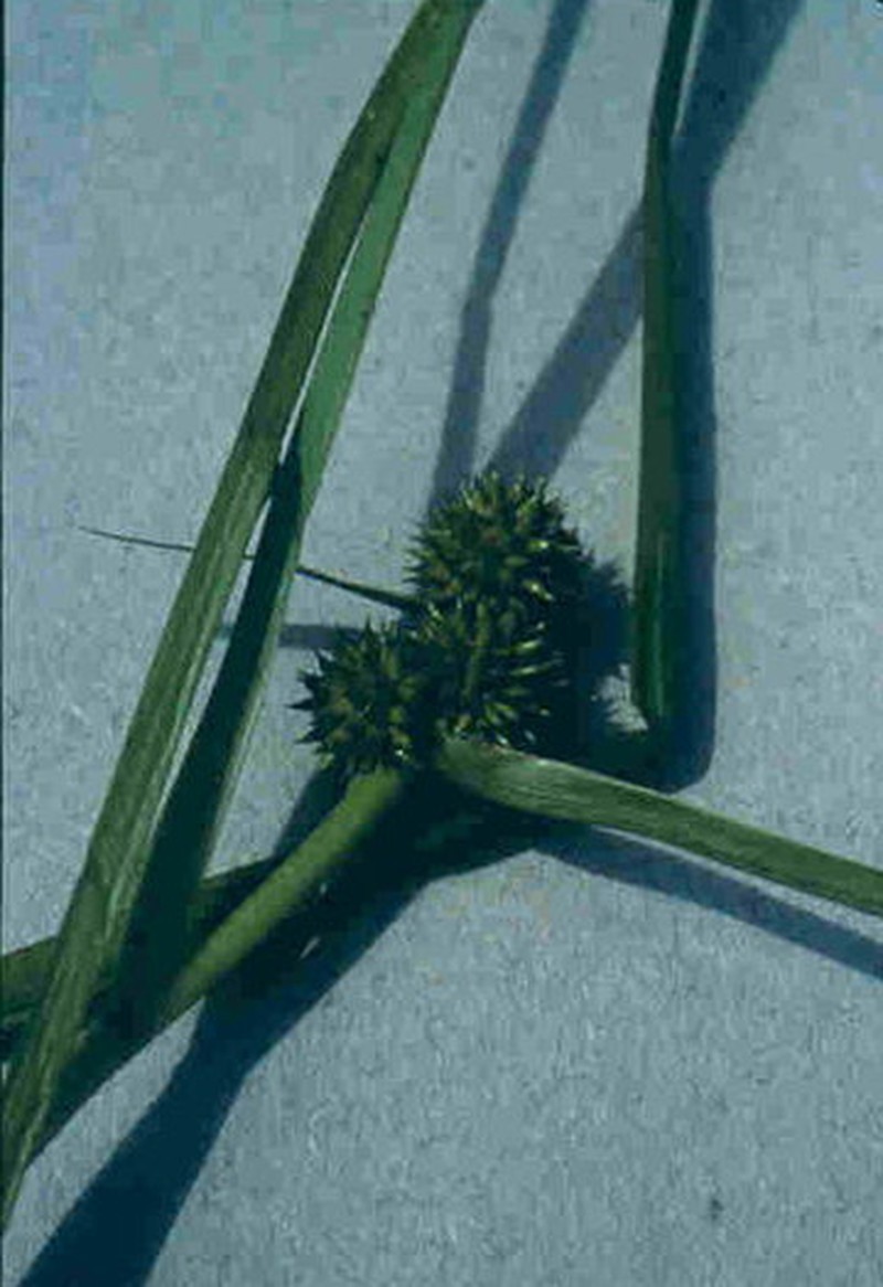 Clustered Bur-Reed photo 2
