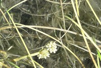 Northern Bur-Reed