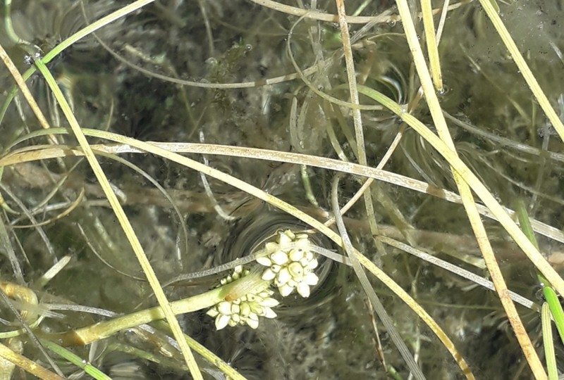 Northern Bur-Reed