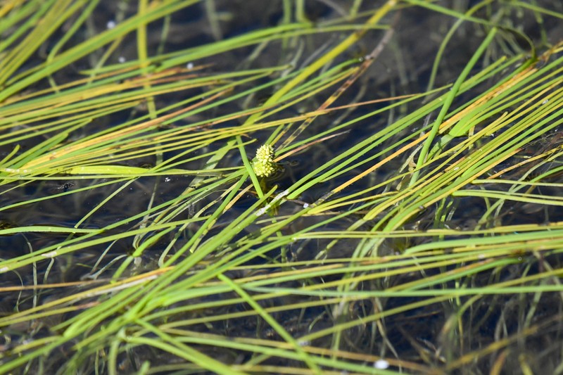 Northern Bur-Reed photo 2