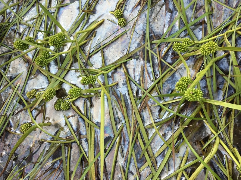Northern Bur-Reed photo 3