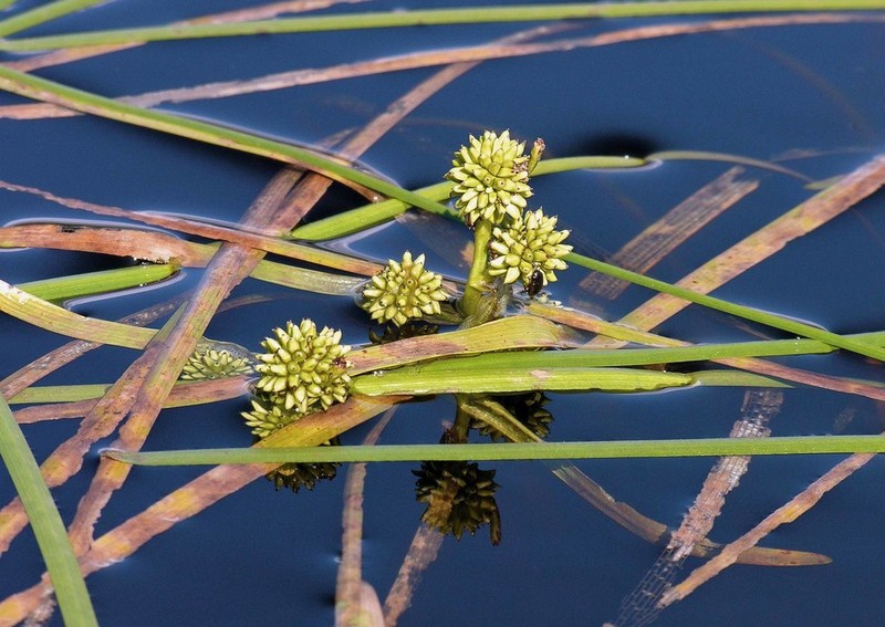 Northern Bur-Reed photo 4