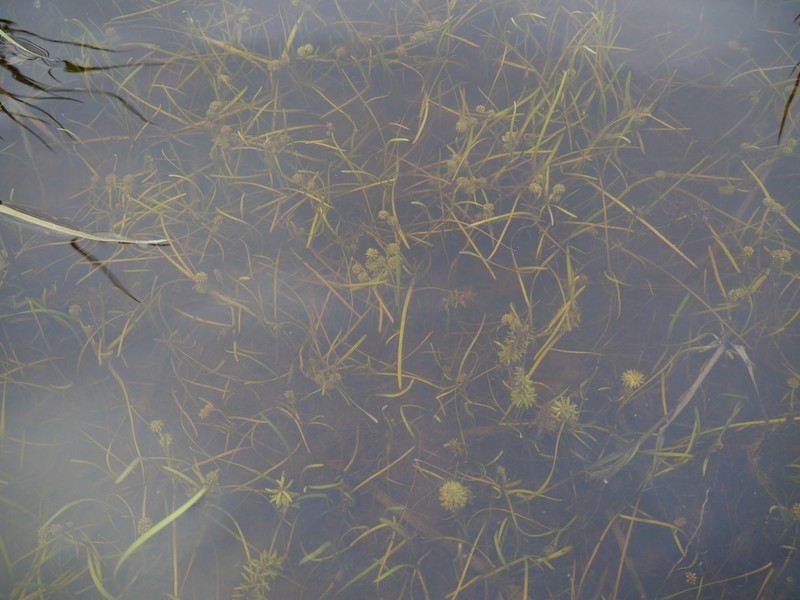 Northern Bur-Reed photo 5