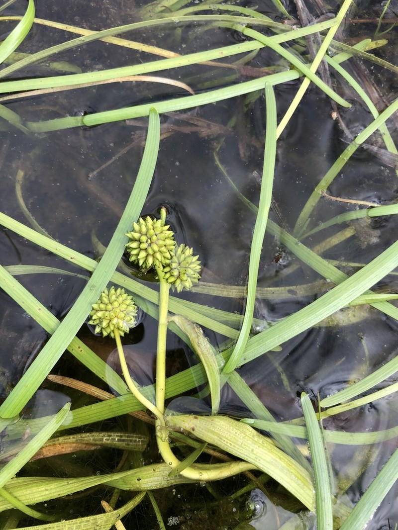 Northern Bur-Reed photo 6