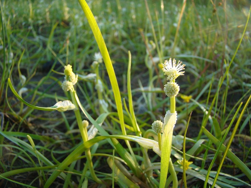 Northern Bur-Reed photo 7