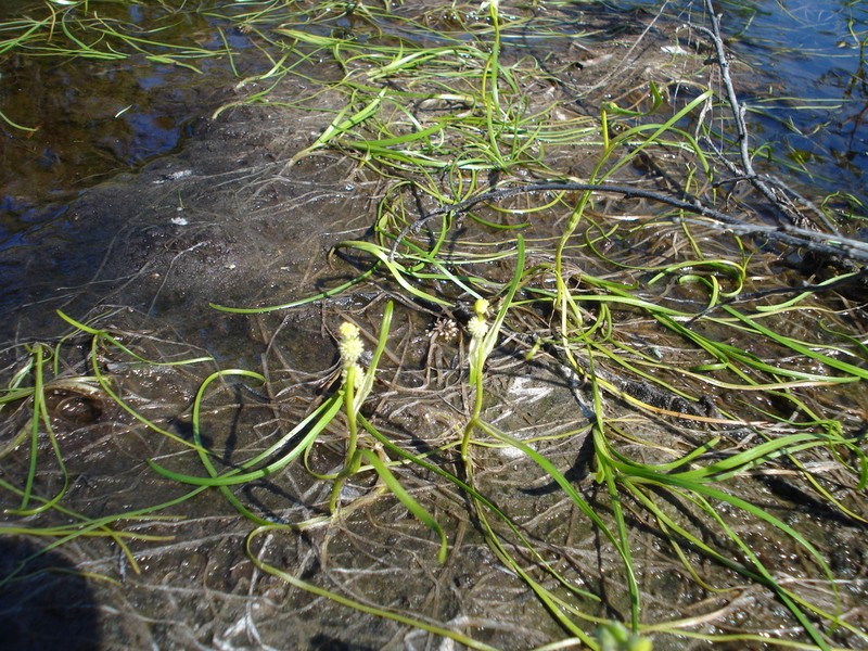 Northern Bur-Reed photo 8