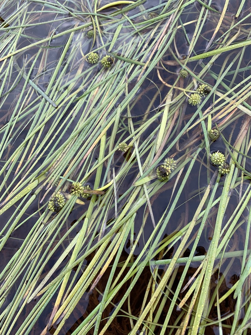 Northern Bur-Reed
