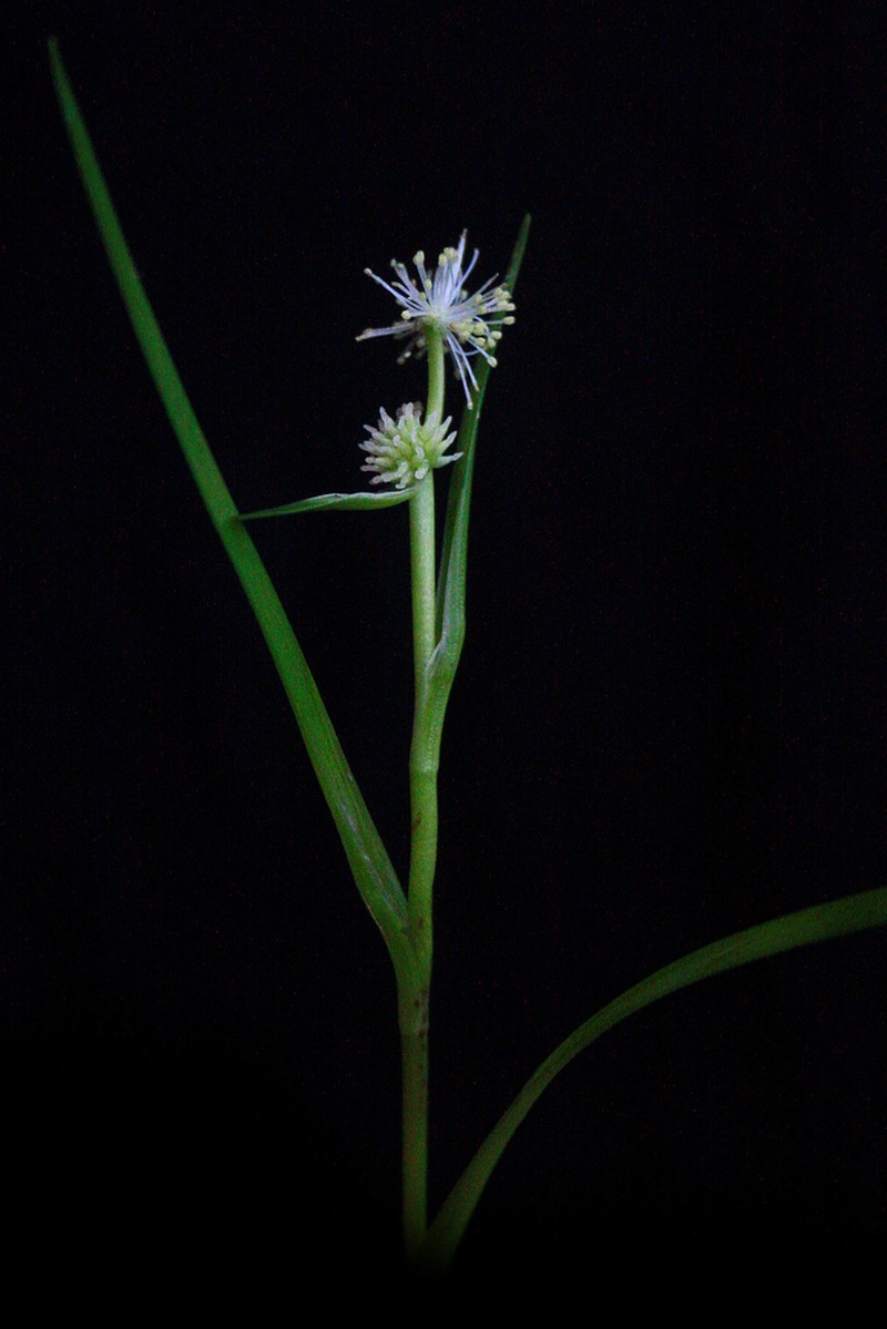 Small Bur-Reed photo 3