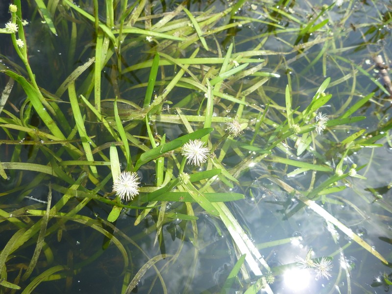 Small Bur-Reed photo 4
