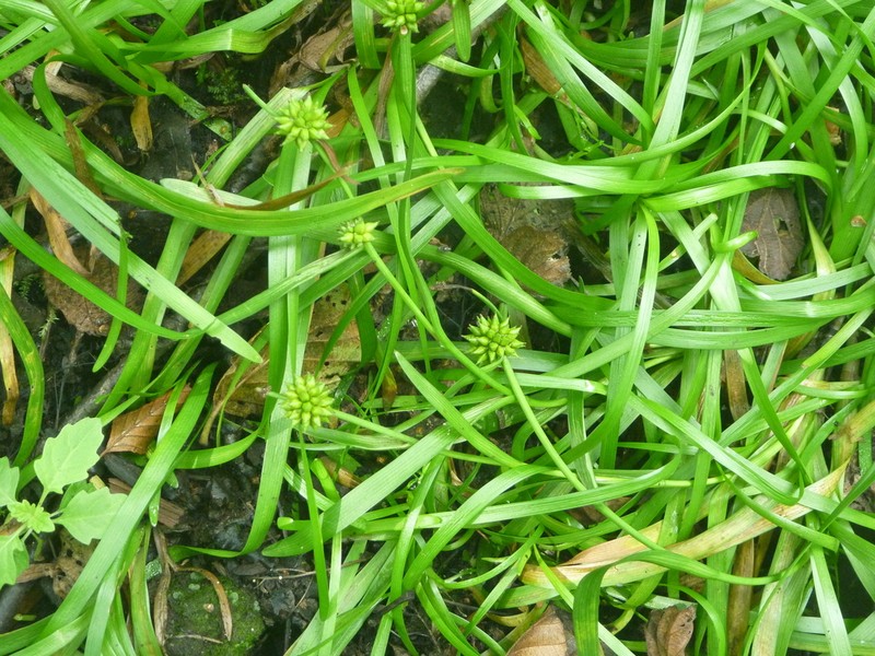 Small Bur-Reed photo 5