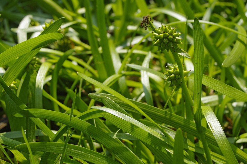 Small Bur-Reed photo 7
