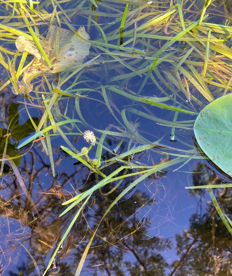 Small Bur-Reed photo 8